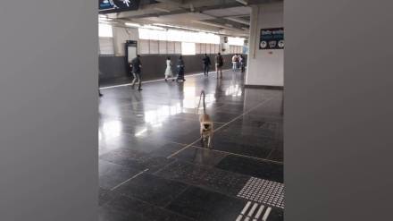 monkey in metro station, Andheri West metro monkey sighting, Mumbai metro monkey incident,