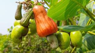 rulers can now appoint political activists as cashew board adds eleven independent director posts