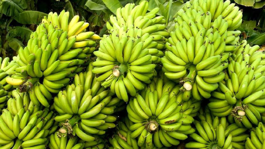 farmers demanded minister mahajan step down amid banana price crash joint meeting held Friday