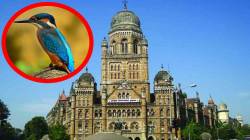 मुलुंडमध्ये पक्षी उद्यानसाठी पालिकेने मागवल्या निविदा, १६६ कोटी रुपये खर्च, दोन वर्षांत काम पूर्ण होणार