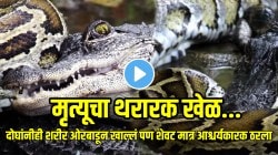 मगर आणि अजगरामध्ये झाली घनघोर लढाई; दोघांनीही शरीर ओरबाडून खाल्लं पण शेवट मात्र आश्चर्यकारक ठरला; Video होतोय व्हायरल