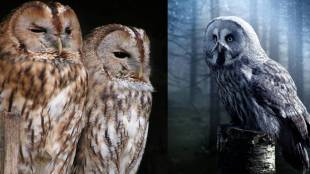 Owls Sleep During the Day