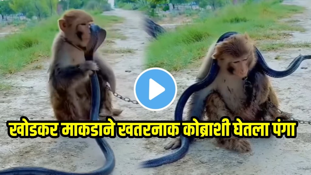 King cobra and monkey fight video viral funny video goes viral