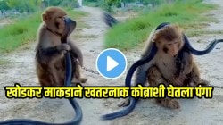 VIDEO: खोडकर माकडाने खतरनाक कोब्राशी घेतला पंगा; शेपटी खेचताच किंग कोब्रानं काय केलं पाहा, शेवट पाहून डोळ्यांवर विश्वास बसणार नाही