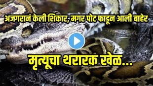 Horrifying Fight Starts Between Crocodile And Python In A Water Video