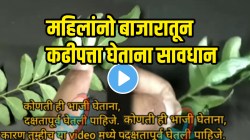 बापरे! महिलांनो बाजारातून कढीपत्ता घेताना सावधान! “हा” VIDEO पाहाल तर झोप उडेल; यापुढे भाजी घेताना शंभर वेळा विचार कराल