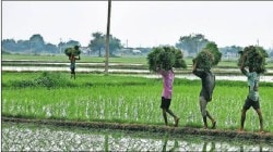 शेतीचे ‘ओसाड’पण दूर करायचे तर…
