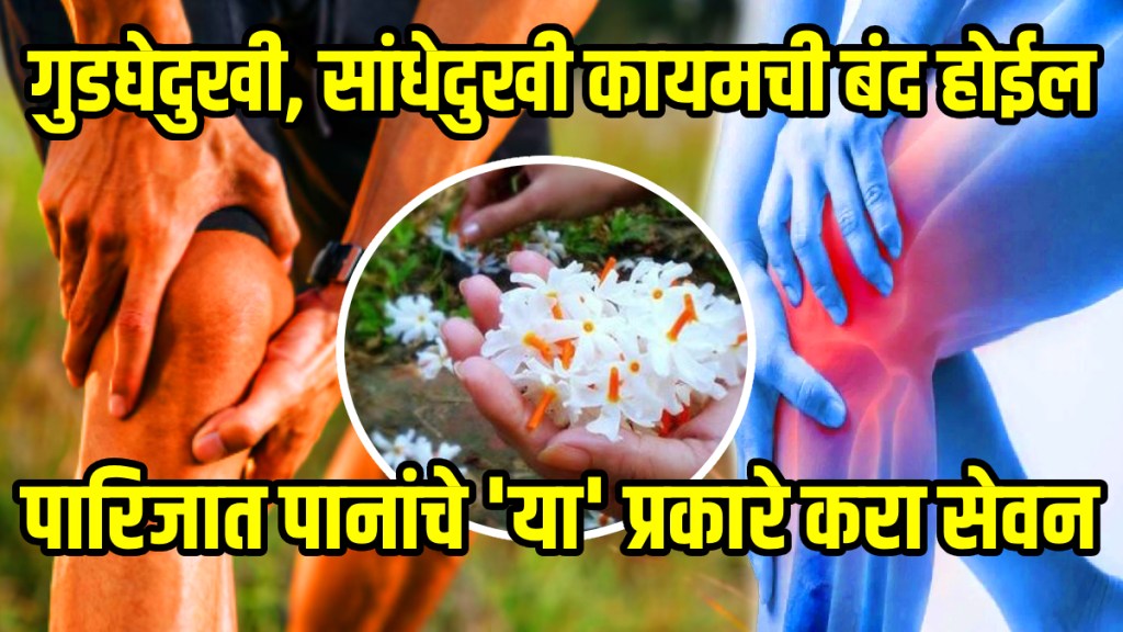 Benefits of parijat leaves for joint and sciatica pain joint tips