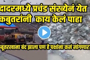 Mumbai Kabutarkhana Controversy video Hundreds Of Pigeons Still Flock To Dadar After Kabutarkhana Closure Video goes Viral