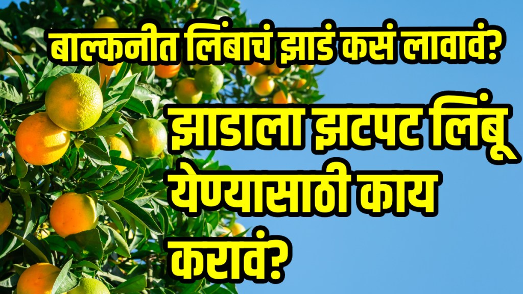 Grow Lemon Plant at Home