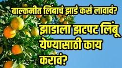 घरच्या कुंडीत लावा लिंबाचं रोप; या दोन गोष्टी करा लिंबांनी रोप भरून जाईल, जाणून घ्या बाल्कनीत लिंबाचंं झाडं कसं लावावं?