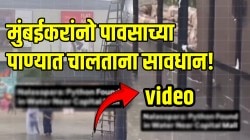बापरे! मुंबईच्या रस्त्यावर फिरतोय भलामोठा अजगर; साचलेल्या पाण्यात चालताना राहा सावध, अन्यथा…, VIDEO पाहून धक्का बसेल
