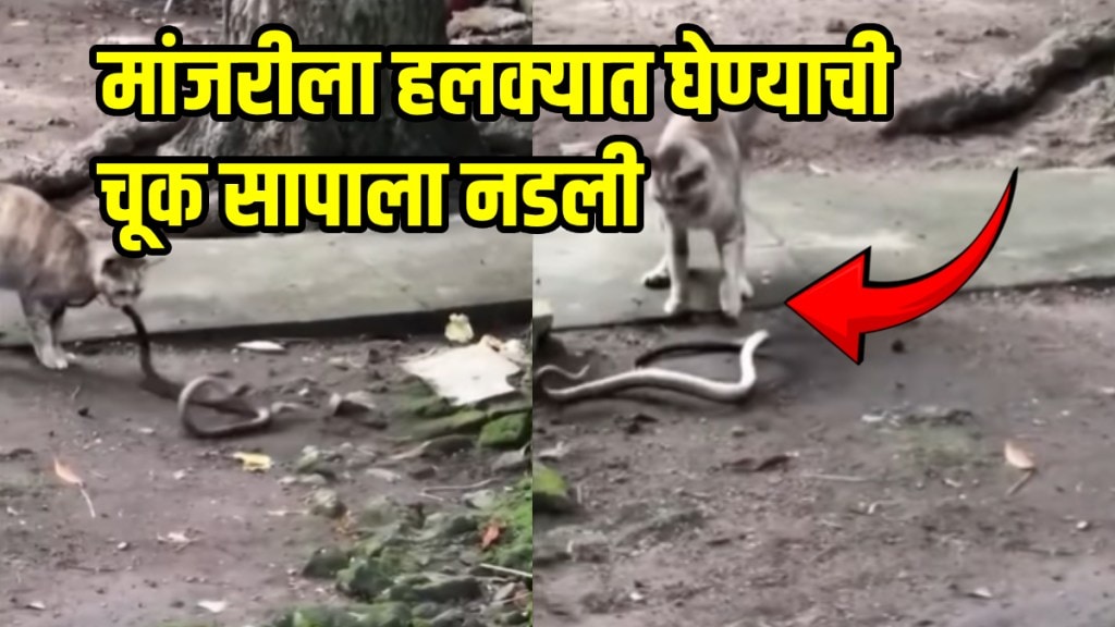 Fight video of snake and cat goes viral on social media Cat Threw Snake Attacked