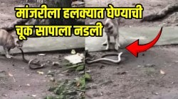 मांजरीला हलक्यात घेण्याची चूक सापाला नडली; लढाईत कोणी मारली बाजी? दोघांमधील झुंज पाहून तुम्हीही व्हाल अवाक्