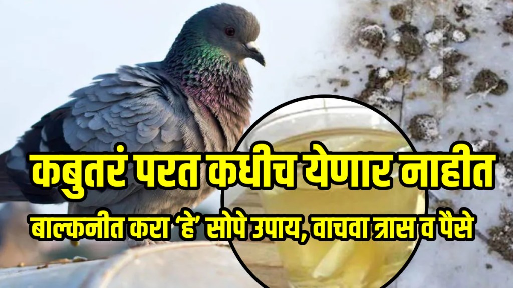 How To Keep Pigeons Away From Balcony And Window home home remedies