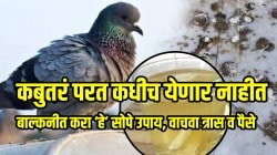 कबुतरं परत कधीच येणार नाहीत; खिडकीत घाण करण्याऐवजी थेट मारतील यु टर्न! बाल्कनीत करा ‘हे’ सोपे उपाय, वाचवा त्रास व पैसे