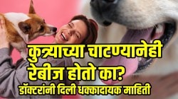 कुत्रा पाळणाऱ्यांनो सावधान! कुत्र्याच्या चाटण्यानेही रेबीज होतो का? डॉक्टरांनी दिलेली माहिती वाचून बसेल धक्का