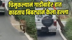 बापरे! जंगल सफारीला चिमुकल्यानं गाडीबाहेर हात काढताच बिबट्यानं केला हल्ला; थरारक हल्ल्याचा VIDEO पाहून तुम्हालाही धक्का बसेल