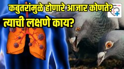 कबुतरांमुळे खरोखरच आरोग्याला धोका निर्माण होतो का? कबुतरांमुळे होणारे आजार कोणते? त्याची लक्षणे काय? डॉक्टरांनी स्पष्टच सांगितलं