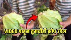 महिलांनो पावसाळ्यात कोबी विकत घेताना सावधान! जाऊ शकतो जीव; VIDEO पाहून पायाखालची जमीन सरकेल