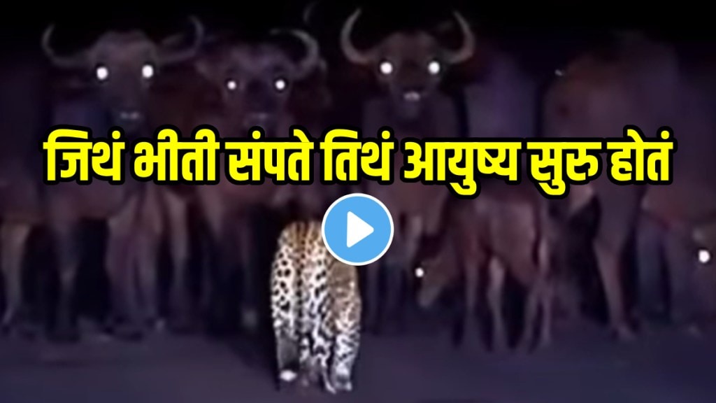 Leopard Vs Buffalo herd fight viral video know which animal wins