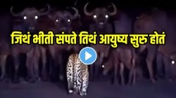 VIDEO: जिथं भीती संपते तिथं आयुष्य सुरु होतं! जंगली म्हशींच्या कळपाला बिबट्या एकटा भिडला; पाहा शेवटी कोण कुणावर पडलं भारी