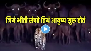 Leopard Vs Buffalo herd fight viral video know which animal wins