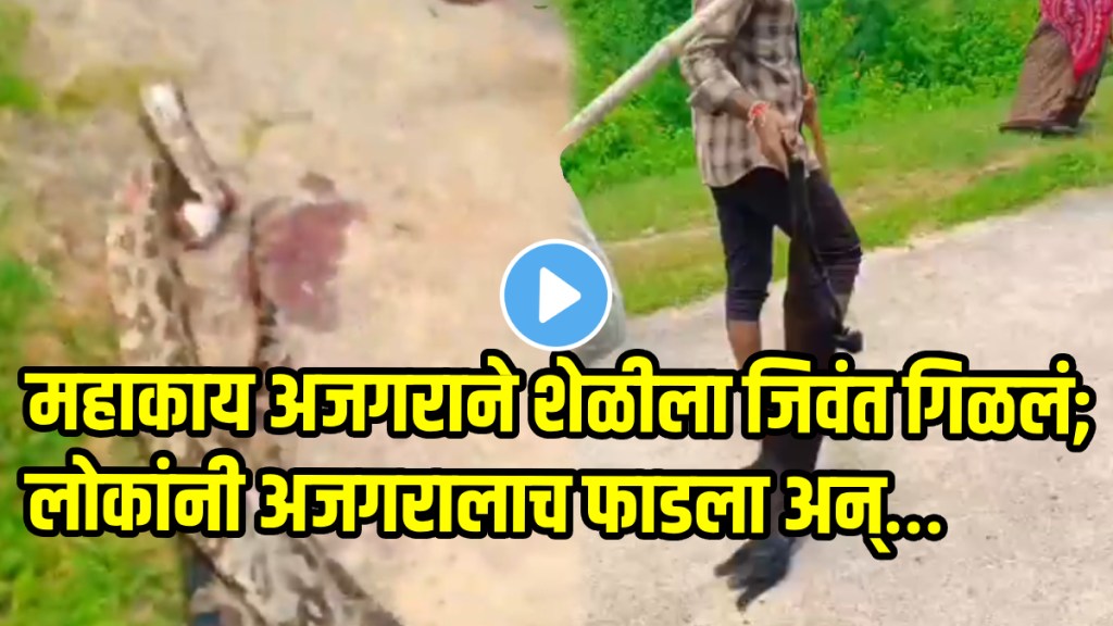 Jhansi: '20-Feet-Long' Python Swallows Farmer’s Goat, Villagers Brutally Kill The Giant Snake With Axe; VIDEO goes viral