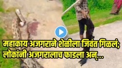 VIDEO: बापरे! अजगरानं शेळीला गिळताच गावकऱ्यांनी अजगराला फाडून टाकलं; पोटातून शेळीला बाहेर काढताच काय झालं पाहा
