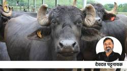 भारतीय संस्कृतीत म्हशीला महत्त्व का?देवदत्त पट्टनायक यांच्यासह कला आणि संस्कृती