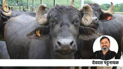 भारतीय संस्कृतीत म्हशीला महत्त्व का?|देवदत्त पट्टनायक यांच्यासह कला आणि संस्कृती