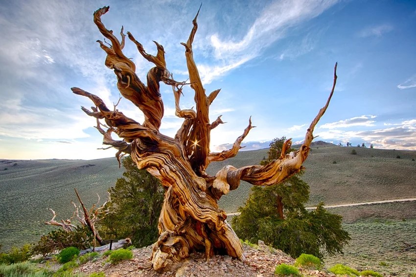 World’s oldest tree, Methuselah tree age