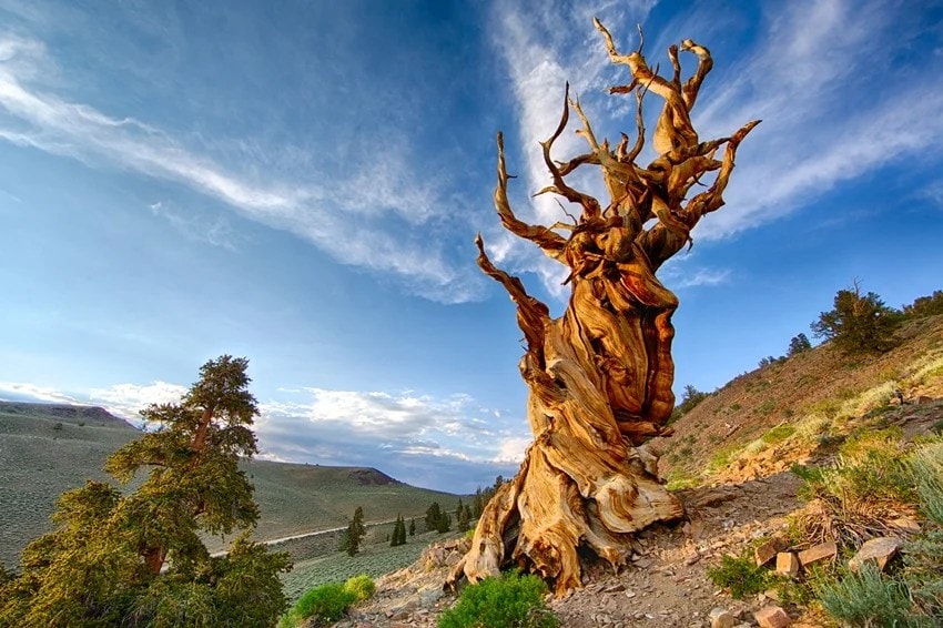 World’s oldest tree, Methuselah tree age