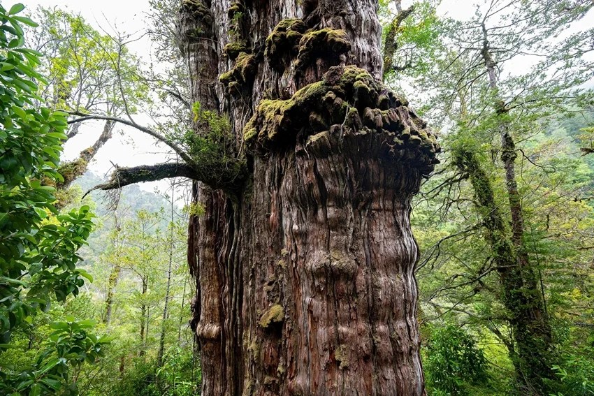 World’s oldest tree, Methuselah tree age