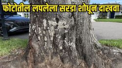 Optical Illusion: खेळा बुद्धीचा डाव! जिंकायचं असेल तर शोधून दाखवा फोटोत लपलेला सरडा; तुम्ही शोधू शकता का?