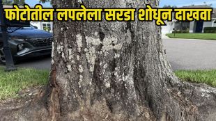 Find the Hidden Animal Puzzle