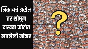 Optical illusion: फोटोत लपलेली मांजर तुम्ही शोधू शकता का? फोटो नीट बघा, दिसली तर तुम्ही जीनियस