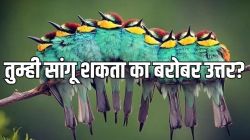 Optical Illusion: ८, ९ की १०? या फोटोमध्ये किती पक्षी आहेत? अचूक उत्तर देणारा ठरेल जिनियस
