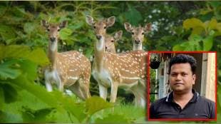 Notices issued to two officials in the case of the death of 16 chitals in Punes Katraj Park Pune print news
