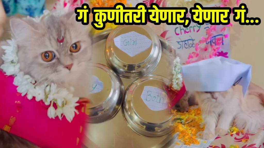 Pet Cat baby shower viral video