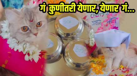 Pet Cat baby shower viral video