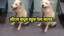 हे यांचे प्राणीप्रेम? प्रवासादरम्यान सीटला बांधून पळून गेला मालक; VIDEO ची सोशल मीडियावर चर्चा