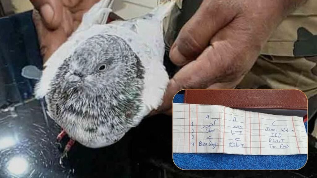 Pigeon Caught With Bomb Blast Threat Note
