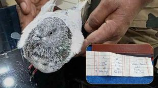 Pigeon Caught With Bomb Blast Threat Note