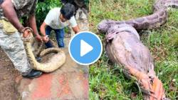…अन् अजगराने भल्यामोठ्या बदकाला गिळलं, भयावह VIDEO पाहून उडेल काळजाचा थरकाप