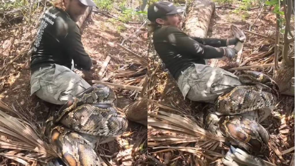 Python attack on man video