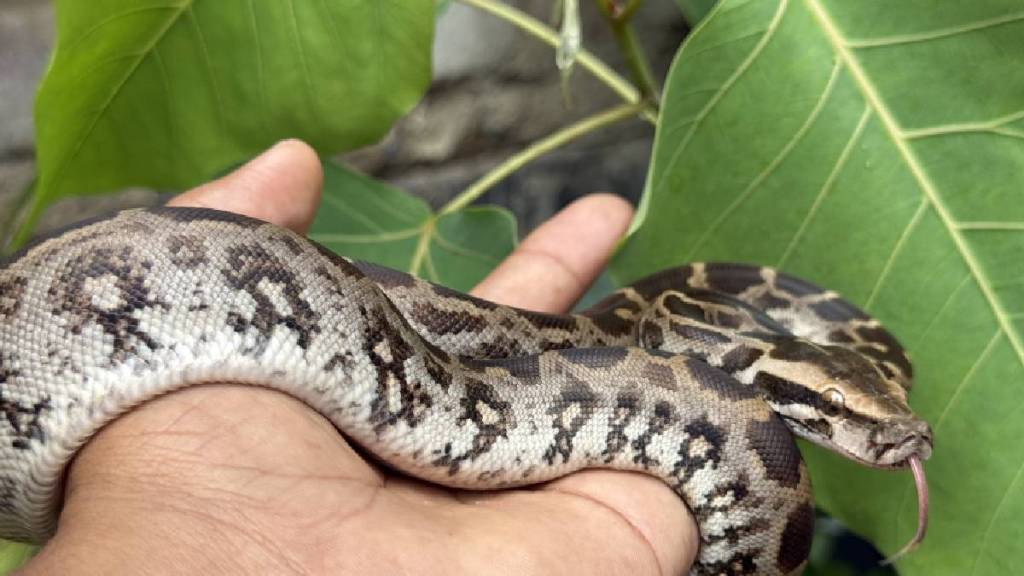 Python in the bonnet of a car at Amravati Solar Industries India Limited