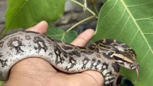 Python in the bonnet of a car at Amravati Solar Industries India Limited