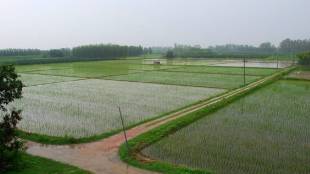 Rains return to Karjat tehsil Giving life to Kharif crops