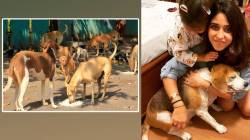 Stray Dogs : “भटके कुत्रे त्रास नाहीत तर हृदयाचे ठोके आहेत”; रोहित शर्माच्या पत्नीची भावनिक पोस्ट